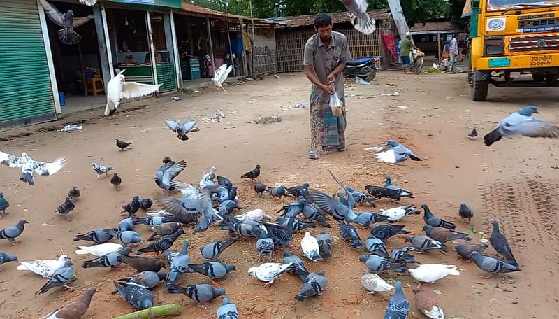 কবুতরগুলোকে গম খেতে দিচ্ছেন ব্যবসায়ী আশরাফুল ইসলামের দোকানের এক কর্মচারী। গত বছরের ২২ সেপ্টেম্বর দুপুরে দিনাজপুরের বিরামপুর পৌর শহরের নতুনবাজার এলাকায়