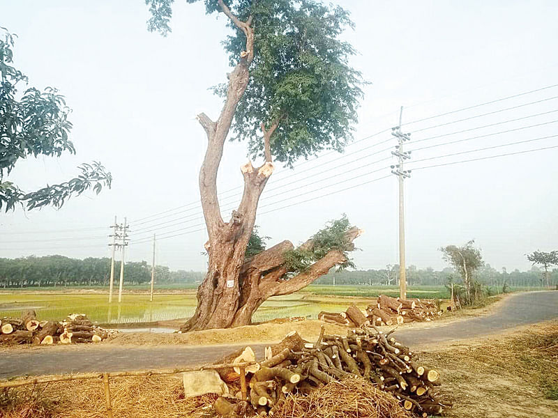 শতবর্ষী তেঁতুলগাছের দুটি মগডাল ছাড়া সবই কেটে ফেলা হয়েছে। গতকাল বিকেলে রাজশাহীর তানোর উপজেলার অমৃতপুর গ্রামে