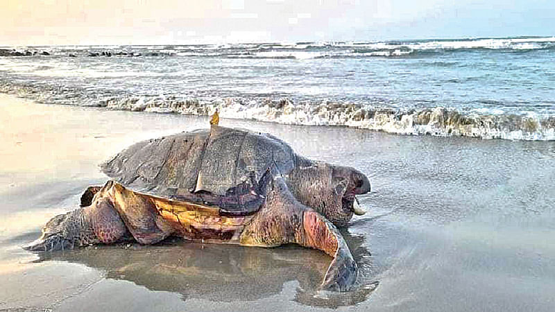 সাগর থেকে ভেসে আসে মা কচ্ছপ। ২৩ জানুয়ারি বিকেলে সেন্ট মার্টিন পশ্চিম সমুদ্রসৈকতে