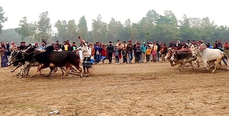 ঐতিহ্যবাহী ষাঁড়ের মই দৌড় প্রতিযোগিতা। গতকাল বৃহস্পতিবার বিকেলে জামালপুরের মাদারগঞ্জ উপজেলার মুসলিমাবাদ এলাকায়