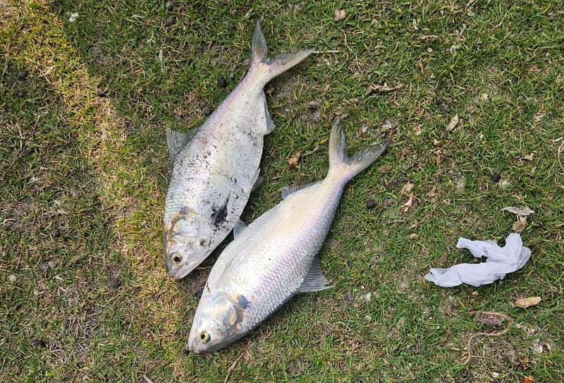 খুলনার পাইকগাছায় সরকারি একটি পুকুরে পাওয়া ইলিশ মাছ