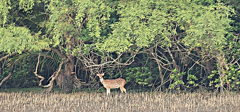 সুন্দরবনের চরে চড়ে বেড়াচ্ছে হরিণ। সম্প্রতি সুন্দরবনের চান্দাবুনিয়া খালের পাড়ে