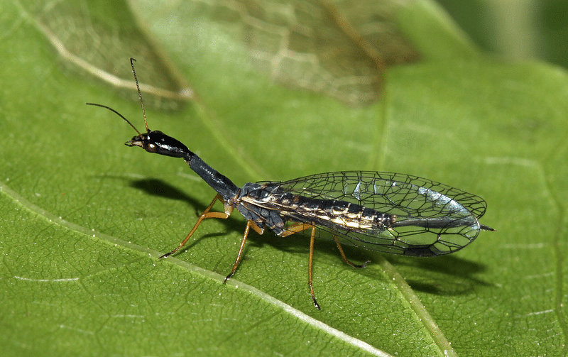 স্নেকফ্লাই মাছি