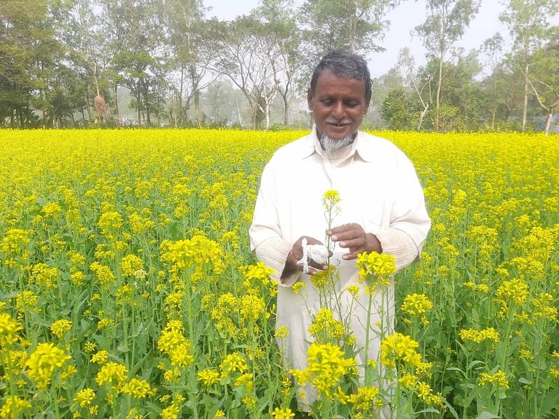 গত বছর তিন বিঘা জমিতে শর্ষে চাষ করেছিলেন কৃষক মো. সুজাউল হক। ভালো লাভ হ্য়্ওয়ায় এবার নয় বিঘা জমিতে এই ফসলের আবাদ করেছেন তিনি।  গতকাল সকাল দশটায় মিরসরাইয়ের মঘাদিয়া মাস্টারপাড়া এলাকা থেকে তোলা