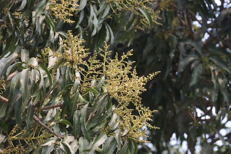 রাজশাহীতে গতকাল বুধবারের বৃষ্টি আমসহ অন্য ফসলের জন্য উপকারী বলে জানিয়েছেন কৃষি কর্মকর্তারা