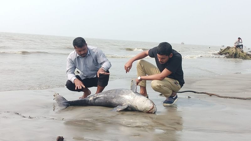 পটুয়াখালীর কুয়াকাটা সমুদ্রসৈকতে জোয়ারে ভেসে এসেছে এই মৃত ইরাবতী ডলফিন। বুধবার দুপুরে