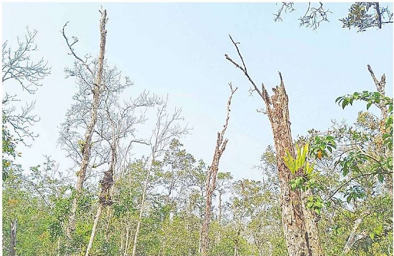 সুন্দরবনের সুন্দরী গাছের প্রায় অর্ধেক আগা মরা রোগে আক্রান্ত হয়েছে। ৪ ফেব্রুয়ারি সুন্দরবনের কালাবগী এলাকায়