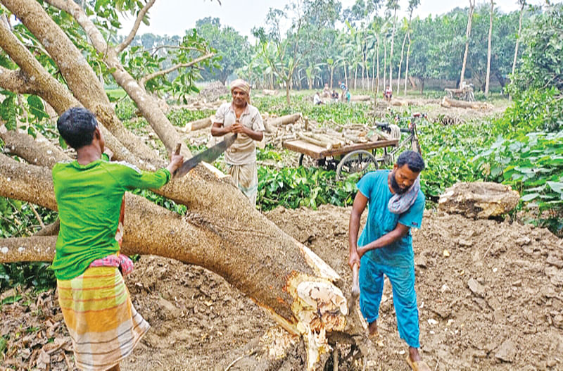 কৃষকেরা একের পর এক আমবাগান কেটে ফেলছেন। সম্প্রতি রাজশাহীর চারঘাট উপজেলার ভায়ালক্ষ্মীপুর গ্রামে