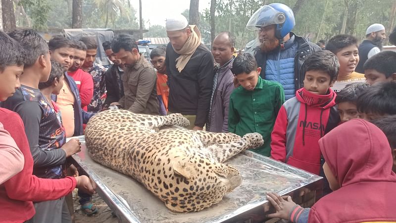 পঞ্চগড়ে আটোয়ারীর দারখোর সীমান্ত থেকে গতকাল সকালে একটি ‘মৃত’ চিতা বাঘ উদ্ধার করা হয়