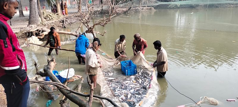 বগুড়ার আদমদীঘি উপজেলার ডহরপুর গ্রামের এই পুকুর থেকে জেলে দিয়ে মাছ ধরে নিয়ে যান উপজেলার সহকারি কমিশনার (ভূমি) ফিরোজ হোসেন