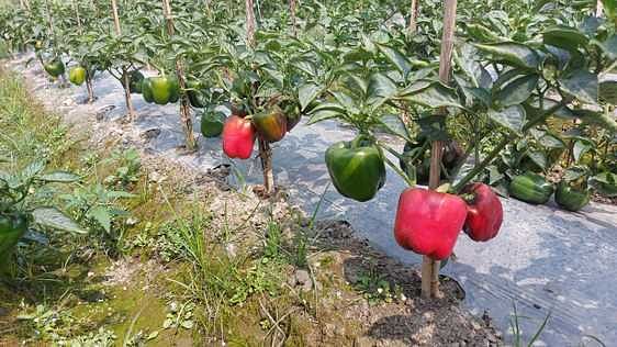 গাছে ঝুলে আছে ক্যাপসিকাম। গতকাল সকালে জামালপুরের ইসলামপুরের চেঙ্গানিয়া গ্রামে