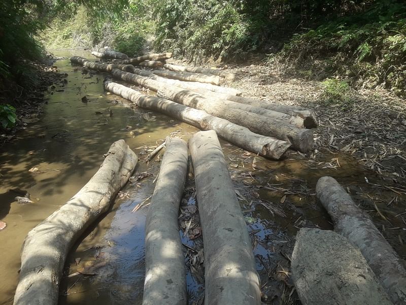 বান্দরবানের লামা সরইয়ে বনাঞ্চল ধ্বংস করে হাতি দিয়ে টানা গাছ পাচারের জন্য পালংঝিরিতে রাখা হয়েছে। গত সোমবার দুপুরে তোলা