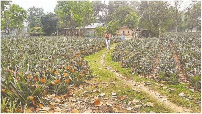 পাশাপাশি দুটি খেতে আনারস লাগানো হয়েছিল। রাসায়নিক প্রয়োগের কারণে একটিতে আগেই পেকে উঠেছে আনারস। গত মঙ্গলবার টাঙ্গাইলের মধুপুরের দিঘলবাইদ গ্রামে