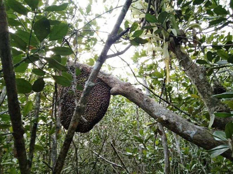 সুন্দরবনে গাছের ডালে মৌমাছির চাক। গতকাল রোববার সুন্দরবনের ঝপঝোপিয়া এলাকায়