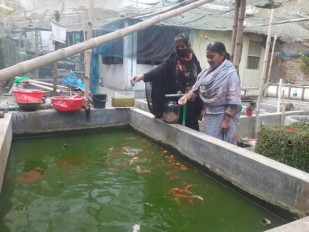 ঝিনাইদহে রঙিন মাছ চাষ করে দিন ফিরিয়েছেন দুই বান্ধবী