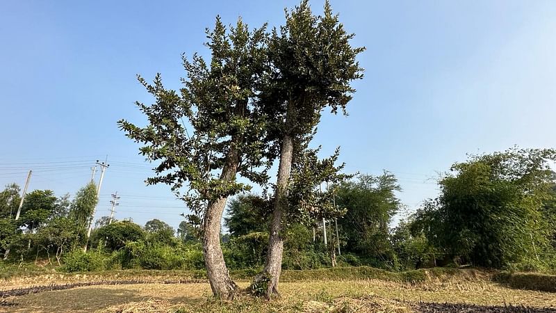 কক্সবাজারে বিলীন হয়ে যাওয়া চকরিয়া সুন্দরবনের সাক্ষী এই দুই সুন্দরী গাছ। সরকারি পৃষ্ঠপোষকতায় সুন্দরবনের জায়গায় গড়ে উঠেছে চিংড়ি ঘের ও লবণ মাঠ। সুন্দরী গাছকে বাঁচিয়ে রাখতে বন বিভাগ গাছ দুটিতে ‘সংরক্ষিত’ প্ল্যাকার্ড লাগিয়েছে।