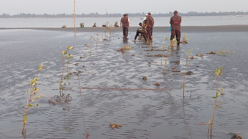 কক্সবাজারের কুতুবদিয়ার পশ্চিমে বঙ্গোপসাগরে জেগে ওঠা ডুবোচরে লাগানো হয়েছে বাইন চারা। সম্প্রতি তোলা