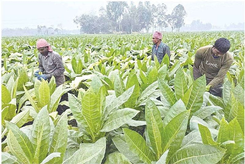 রংপুরের তারাগঞ্জ দিগন্তজোড়া তামাকখেত। কাজে ব্যস্ত শ্রমিকেরা। গতকাল উপজেলার দোলাপাড়া মাঠে