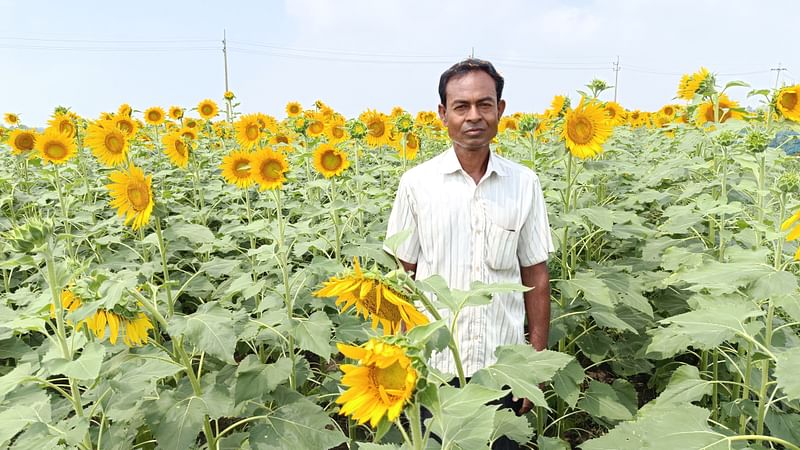 নিজের চাষ করা সূর্যমুখীখেতে কৃষক নির্মল চন্দ্র সরকার। বৃহস্পতিবার সকালে খুলনার কয়রা উপজেলার আমাদী ইউনিয়নের পাটোলিয়া গ্রামে