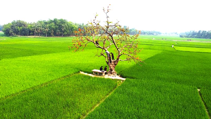 গাজীপুরের কাপাসিয়া উপজেলার সেলদিয়া গ্রামে বিস্তীর্ণ ধানের মাঠের মাঝখানে দাঁড়িয়ে আছে একটি পলাশ গাছ