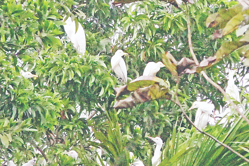 সন্ধ্যা হতেই পাখিরা বাড়ি ফিরে এসেছে। গাছপালায় আশ্রয় নিয়েছে। ১০ মার্চ মৌলভীবাজার সদর উপজেলার আজমেরুতে