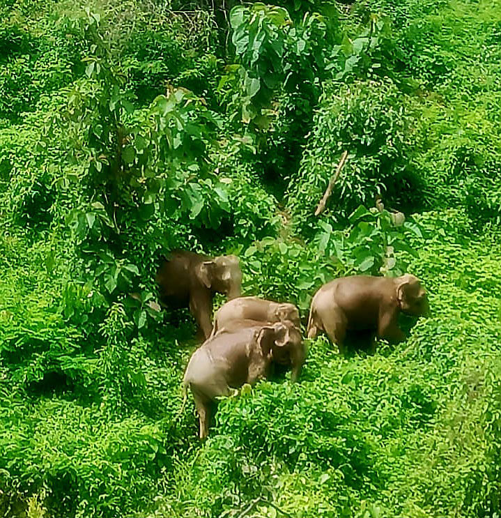 কক্সবাজারের রামুর বনাঞ্চল