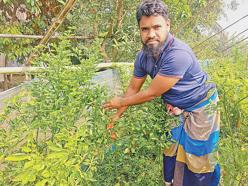 নিজের বম্বে মরিচখেতে পটুয়াখালীর কলাপাড়া উপজেলার হেমায়েত উদ্দিন