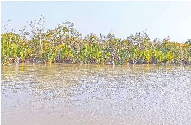 জোয়ারে নদীর লোনাপানিতে তলিয়ে গেছে সুন্দরবন। সম্প্রতি সুন্দরবনের শিবসা নদীর পাড়ে