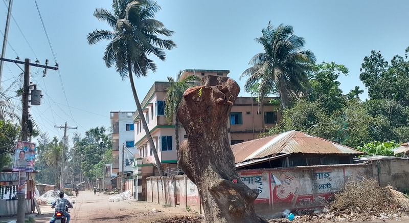 ‘রায়পুর-মিরগঞ্জ সড়ক, রায়পুর-লক্ষ্মীপুর প্রধান সড়কের গাছ অনেক আগেই কেটে সাবাড় করে ফেলা হয়েছে।’