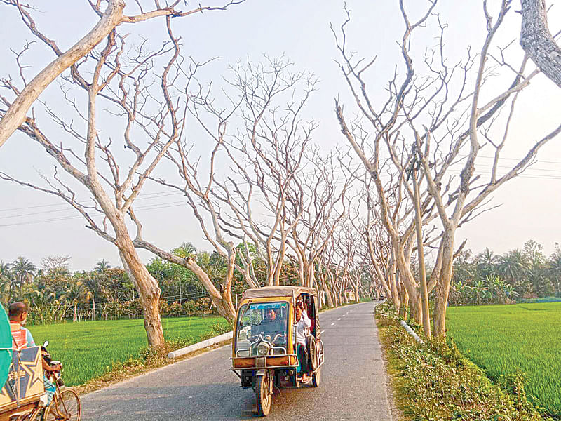 সাতক্ষীরা-আশাশুনি সড়কের দুই পাশে রোপণ করা কয়েক শ গাছ শুকিয়ে গেছে। ঝড়বৃষ্টিতে এসব গাছের ডালপালা ভেঙে যায়। সম্প্রতি সড়কের চাঁদপুর এলাকায়