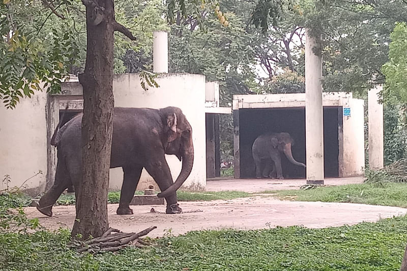 রাজধানীর মিরপুরের জাতীয় চিড়িয়াখানায় হাতি