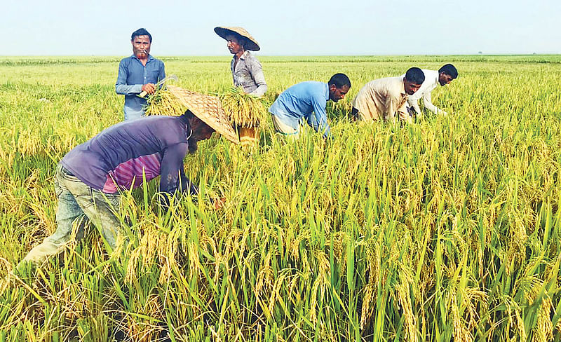 হাওরাঞ্চলে এখন বোরো ধান কাটার ধুম পড়েছে। এবার ফলনও ভালো। সুনামগঞ্জের জগন্নাথপুরের পিংলার হাওরে