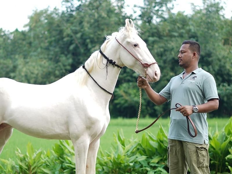 শরীফুল ইসলামের খামারে আছে বিভিন্ন জাতের ঘোড়া