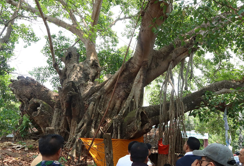 শতবর্ষী এই বটবৃক্ষটি কাটার উদ্যোগ নিয়েছে প্রশাসন। কিন্তু এলাকাবাসীর প্রতিরোধের মুখে ব্যার্থ হয়েছে সেই উদ্যোগ। আজ সকালে রাঙামাটি শহরের পূর্ব ট্রাইবেল আদামে