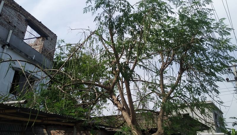 রাজশাহী শহরে এবার শজনের ফলন ভালো হয়েছে। সম্প্রতি নগরের মেহেরচণ্ডী কড়ইতলা এলাকায়