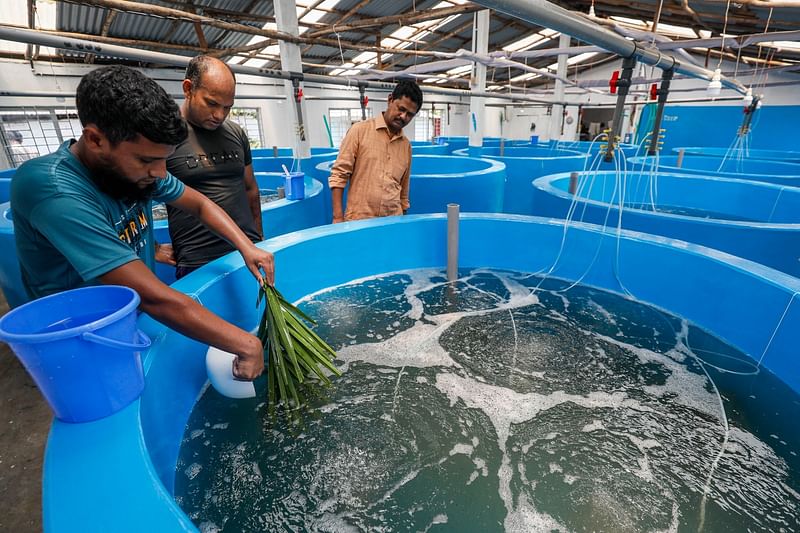 হ্যাচারিতে চিংড়ির পোনা উৎপাদন তদারকি করছেন মৎস্যচাষি ইয়াছিন(ডানে)। গত শনিবার চট্টগ্রামের কর্ণফুলী উপজেলার জুলধা ইউনিয়নের মদিনা গলদা চিংড়ি হ্যাচারিতে