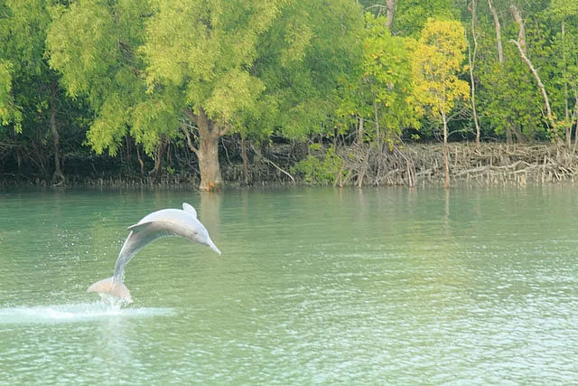 সুন্দরবন এলাকায় জলকেলিতে মেতেছে ডলফিনটি