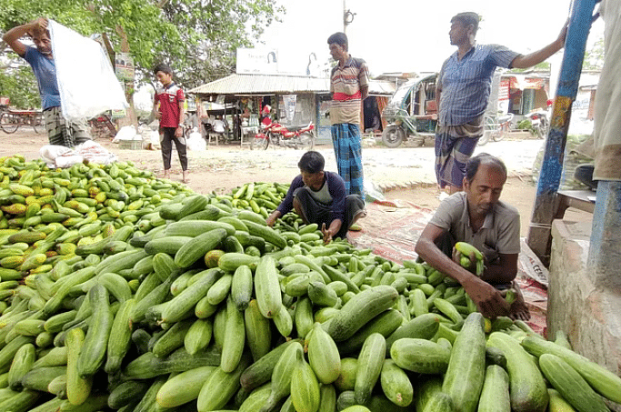 যে কৃষক চড়া সুদে স্থানীয় এনজিও কিংবা মহাজনের কাছ থেকে চড়া সুদে টাকা ধার করে কিছুটা লাভের আশায় শসা চাষ করেছিলেন, তাঁরা সর্বস্বান্ত হতে চলেছেন।