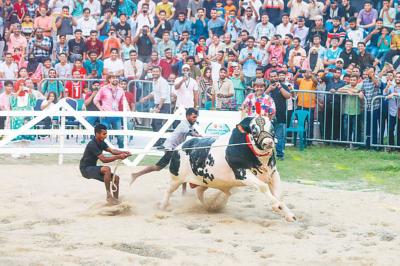 গবাদিপশুর র‍্যাম্প শো হয়ে গেল আগারগাঁওয়ের পুরাতন বাণিজ্য মেলা মাঠে। এ সময় একটি ষাঁড় সামলাতে হিমশিম অবস্থা। গতকাল বিকেলে