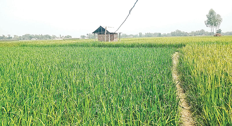 পানির অভাবে বোরো ধানগাছের গোড়া শুকিয়ে যাচ্ছে। গতকাল সকালে জামালপুরের মেলান্দহ উপজেলার ঘোষেরপাড়া ইউনিয়নের ছবিলাপুর এলাকায়