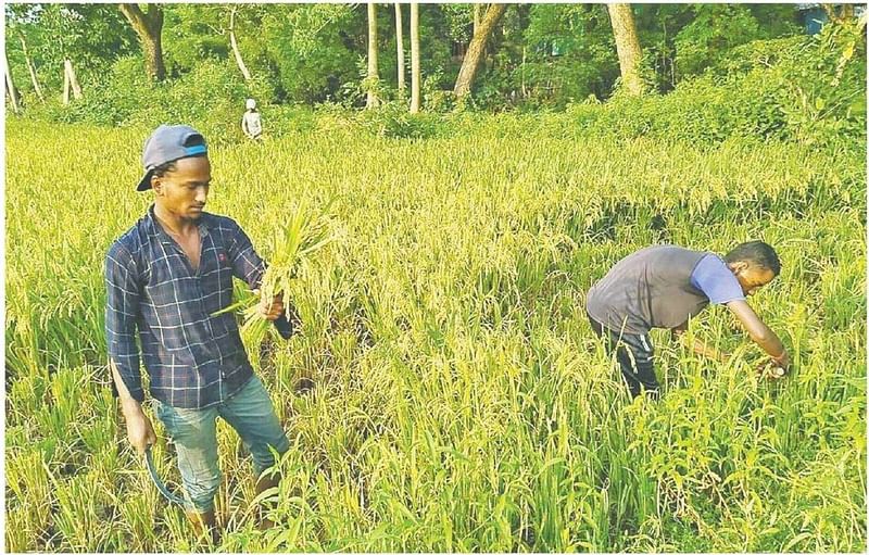 শিলাবৃষ্টির আতঙ্কে আধা পাকা ধান কেটে ফেলছেন অনেকে। গত শুক্রবার মৌলভীবাজারের বড়লেখার হাকালুকি হাওরপারের মুর্শীবাদকুরায়।