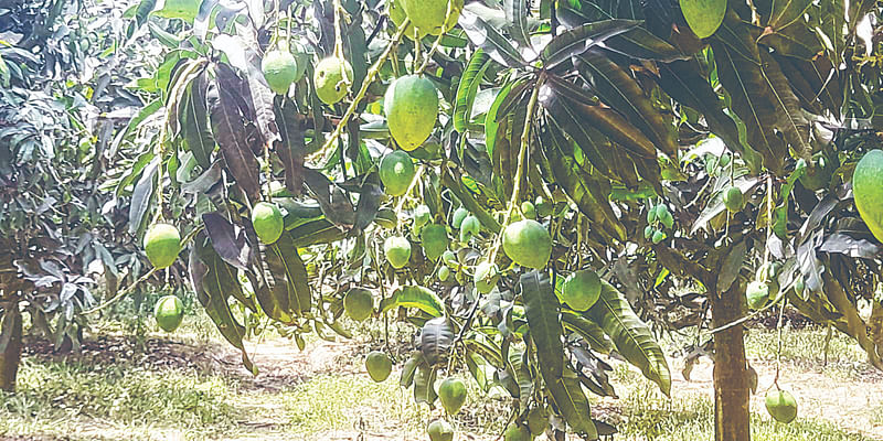 খরায় আমের গুটি ঝরে পড়ায় ফলন কম হওয়ার আশঙ্কা করছেন আমচাষিরা। নওগাঁর সাপাহার উপজেলার গোডাউনপাড়া এলাকার একটি বাগানে