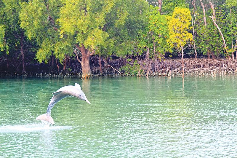 শূন্যে লাফিয়ে ওঠা গোলাপি ডলফিন, সুন্দরবনের মান্দারবাড়িয়া এলাকা থেকে সম্প্রতি তোলা