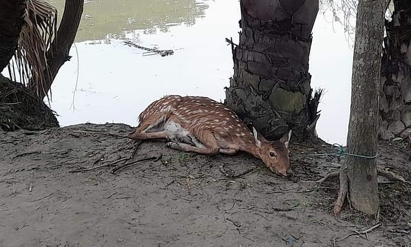 সুন্দরবনের নদী পেরিয়ে প্রাণ বাঁচাতে লোকালয়ে চলে এসেছিল হরিণটি। একে উদ্ধার করে আবার বনে ছাড়া হয়েছে