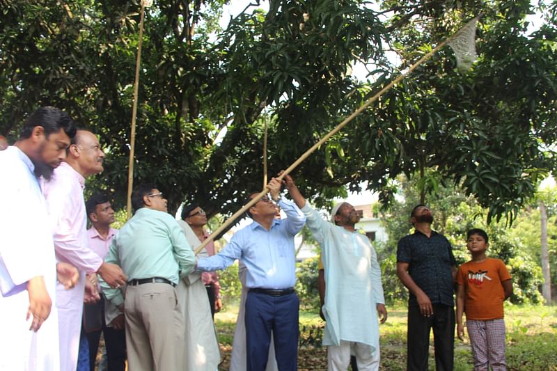 চুয়াডাঙ্গা পৌর এলাকার বুজরুকগড়গড়ির একটি বাগানে আজ বৃহস্পতিবার সকালে গাছ থেকে আম সংগ্রহ কার্যক্রমের উদ্বোধন করা হয়