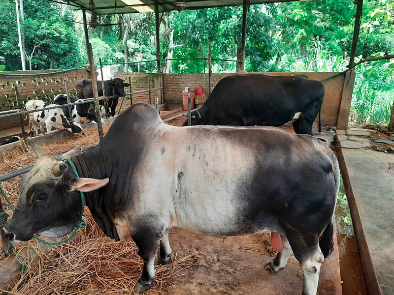 ফেনীর সোনাগাজী উপজেলার ভাদাদিয়া এলাকায় রিয়াজ উদ্দিন চৌধুরীর খামারে কোরবানির হাটে বিক্রির জন্য লালন পালন করা হচ্ছে কয়েকটি গরু। গতকাল বিকেলে তোলা হয়