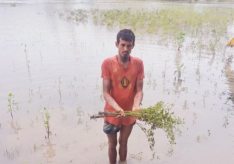 পানি জমে খেতের ফসল নষ্ট হওয়ার উপক্রম হয়েছে। গতকাল মঙ্গলবার পটুয়াখালীর আউলিয়াপুরের বলইকাঠি গ্রামে