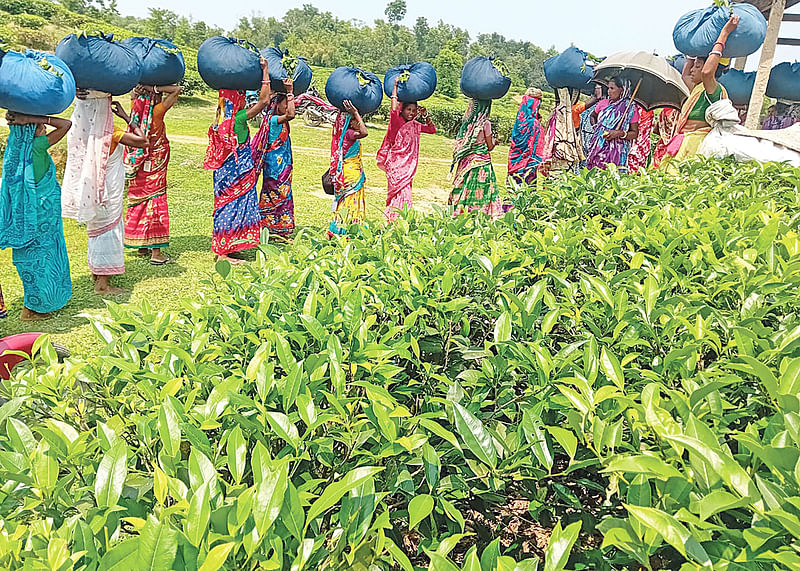 এখন চায়ের ভরা মৌসুম। বাগান থেকে চায়ের সবুজ কুঁড়ি তোলার পর ওজন দিতে লাইন ধরে রয়েছেন নারী শ্রমিকেরা। ১৫ এপ্রিল মৌলভীবাজারের জুড়ী উপজেলার সোনারুপা চা-বাগানে