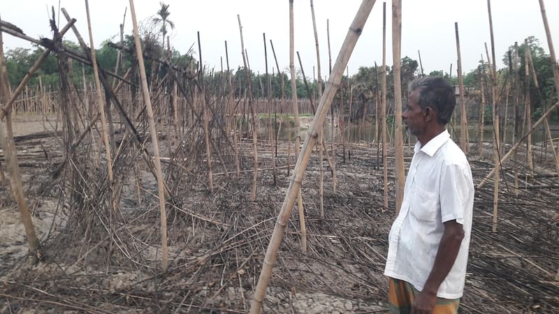 পুড়ে যাওয়া পানের বরজের সামনে নির্বাক দাঁড়িয়ে আছেন এক কৃষক। গতকাল সোমবার রাজশাহীর বাগমারা উপজেলার পোড়াকয়া গ্রামে