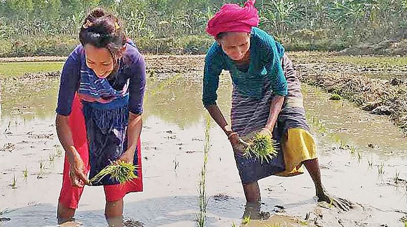 কৃষিকাজে ব্যস্ত গারো নারীরা। মধুপুর, টাঙ্গাইল